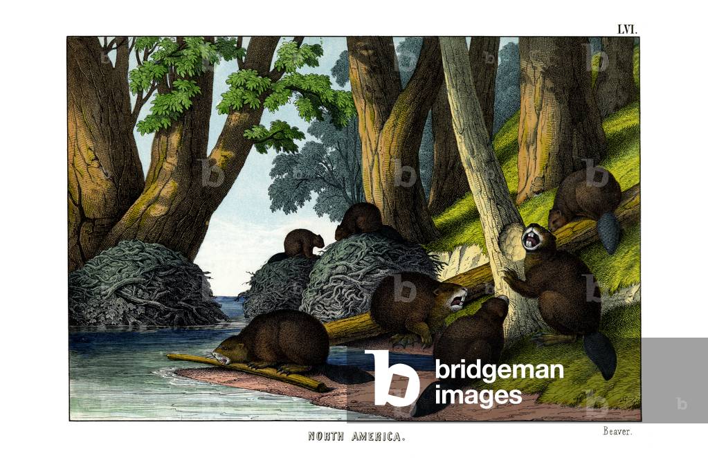 Beaver, 1860 (colour litho)
