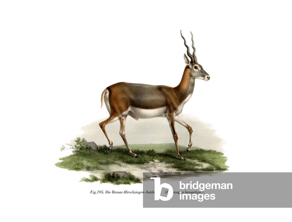 Blackbuck, 1860 (colour litho)