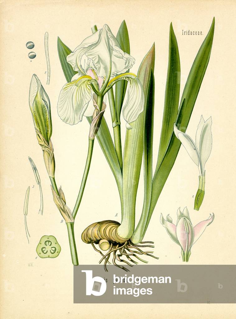 Sweet Iris (colour litho)