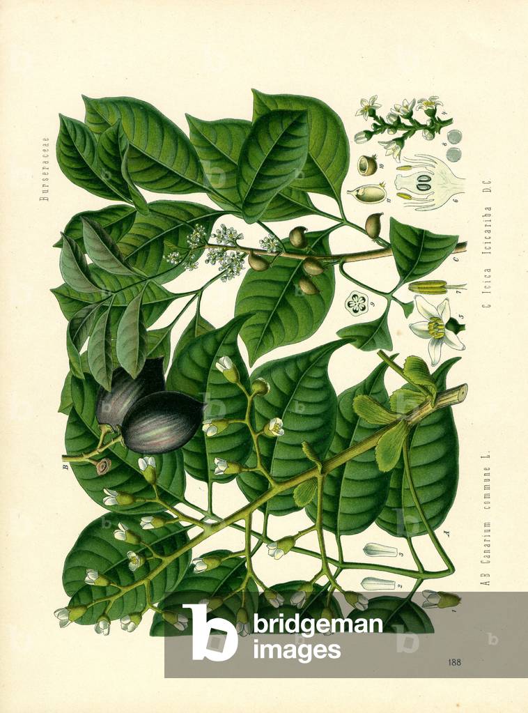 Manila Elemi (colour litho)