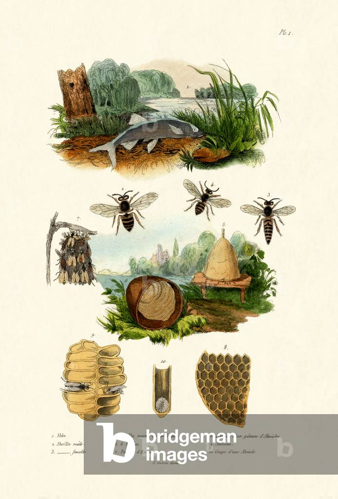 White Aspe, 1833-39 (coloured engraving)