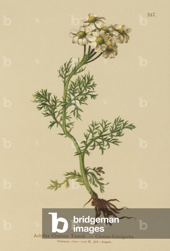 Clusius' Yarrow (Achillea Clusiana, Achillea atrata ssp. clusiana) (colour litho)