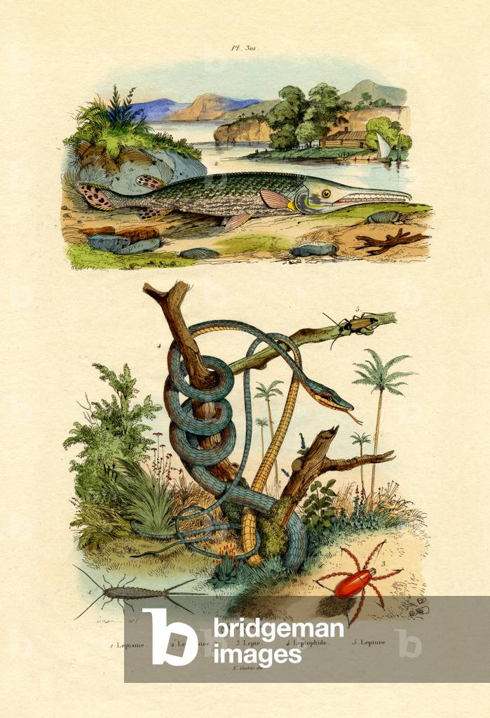 Silverfish, 1833-39 (coloured engraving)