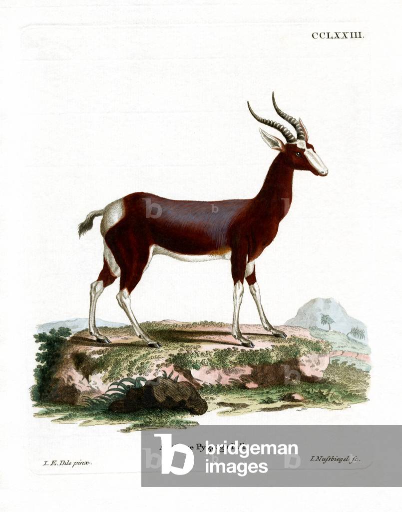 Bontebok (coloured engraving)
