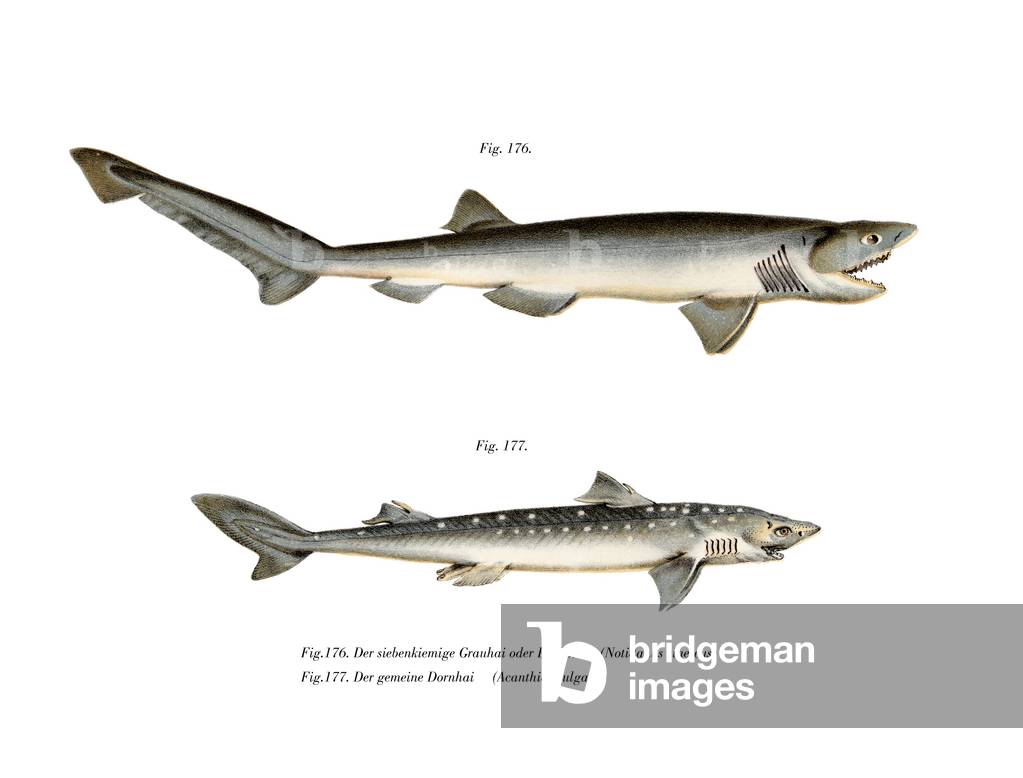 Sharpnose Sevengill Shark (colour litho)