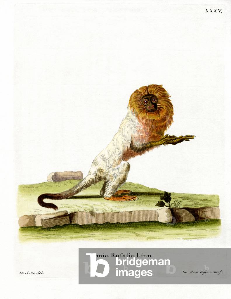 Golden Lion Tamarin (coloured engraving)