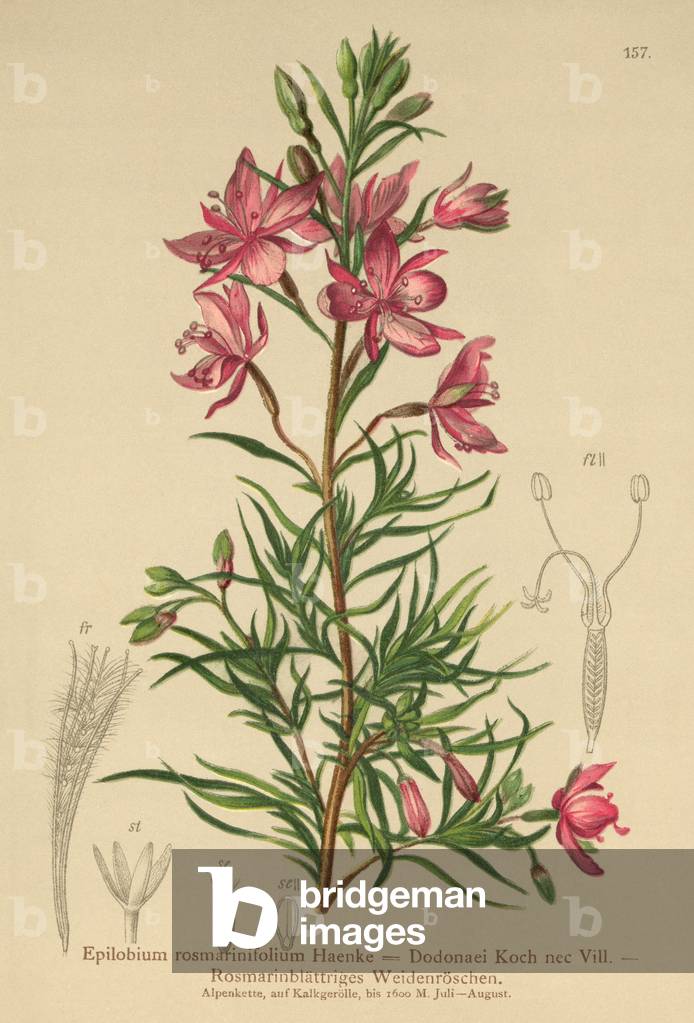 rosemary-leaved willowherb (Epilobium rosmarinifolium, Epilobium Dodonaei) (colour litho)