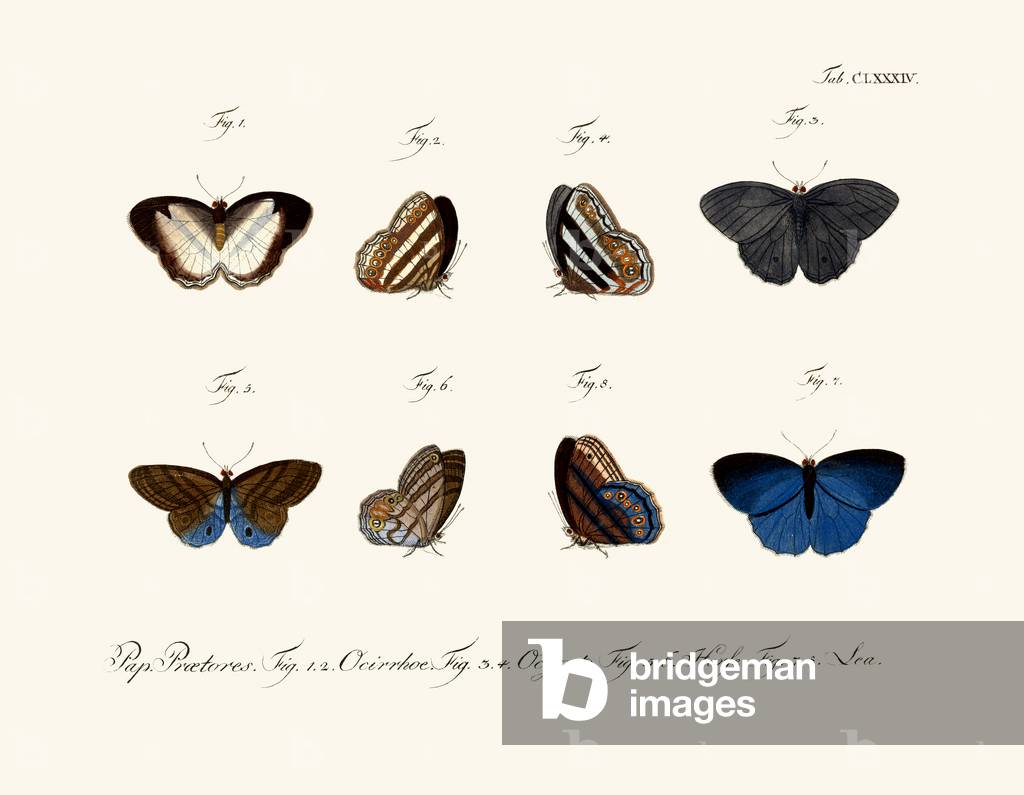 Butterflies, 1783-1806 (coloured engraving)