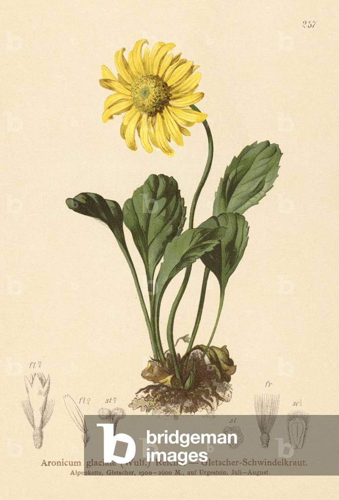 Glaciers Bane (Aronicum glaciale, Doronicum glaciale) (colour litho)