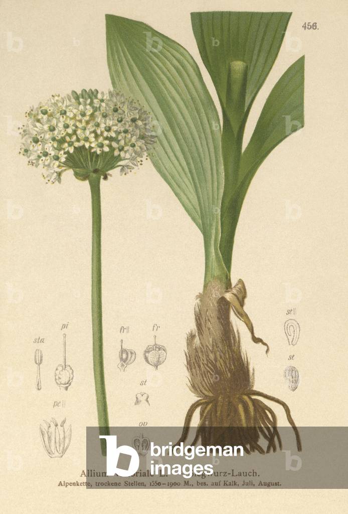 Alpine Leek (Allium victorialis, Allium victoriale, Cepa victorialis, Geboscon triphylum, Allium plantagineum, Allium anguinum) (colour litho)