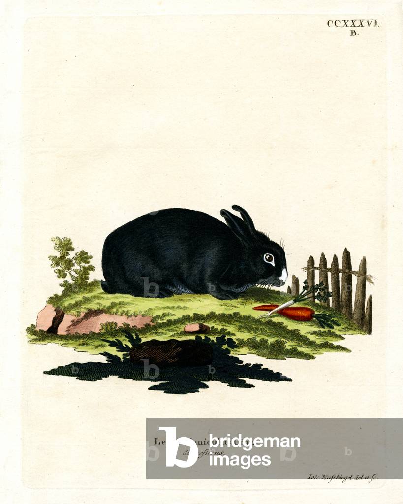 Domestic Rabbit (coloured engraving)