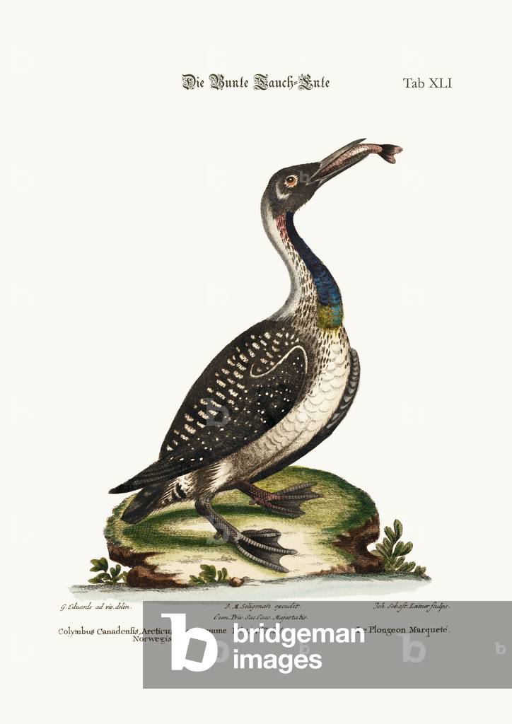 The speckled Diver or Loon, 1749-73 (coloured engraving)