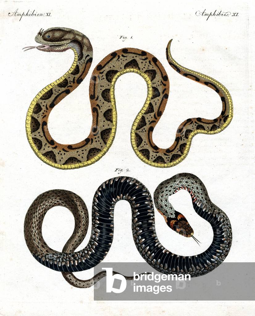 Strange snake (coloured engraving)