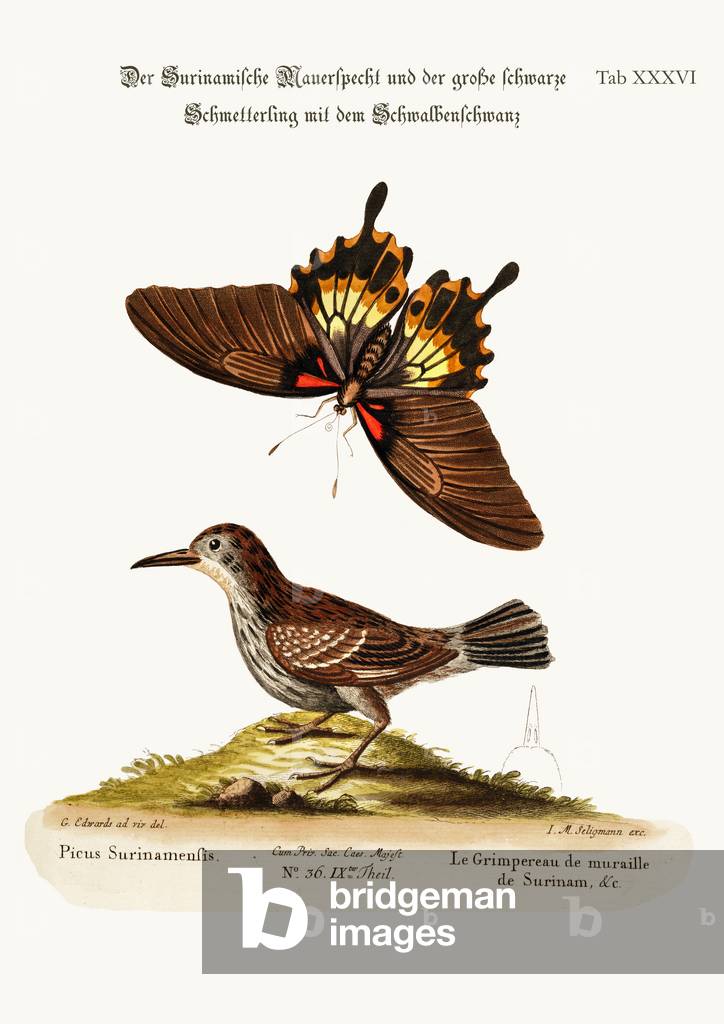 The Wall-creeper of Surinam and the Great Dusky Swallow-tailed Butterfly, 1749-73 (coloured engraving)