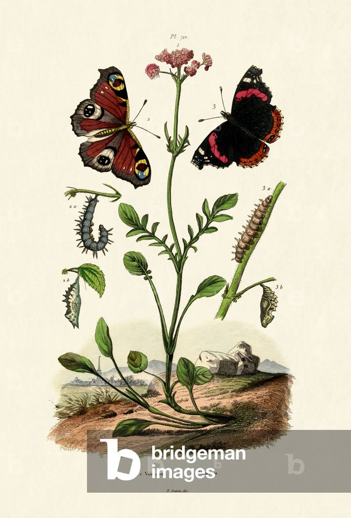 Peacock Butterfly, 1833-39 (coloured engraving)