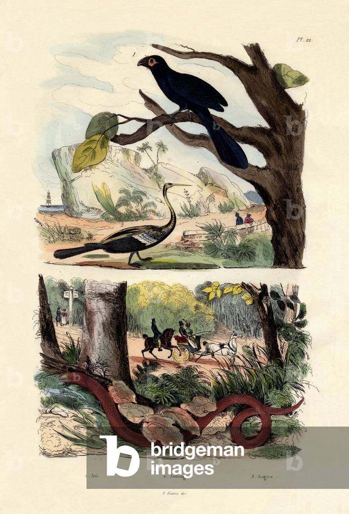 Smooth-billed Ani, 1833-39 (coloured engraving)