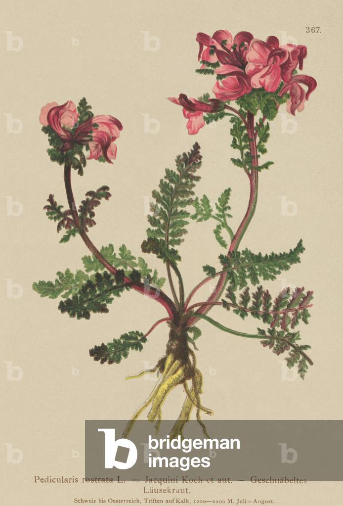 Long-Nosed Lousewort (Pedicularis rostrata) (colour litho)
