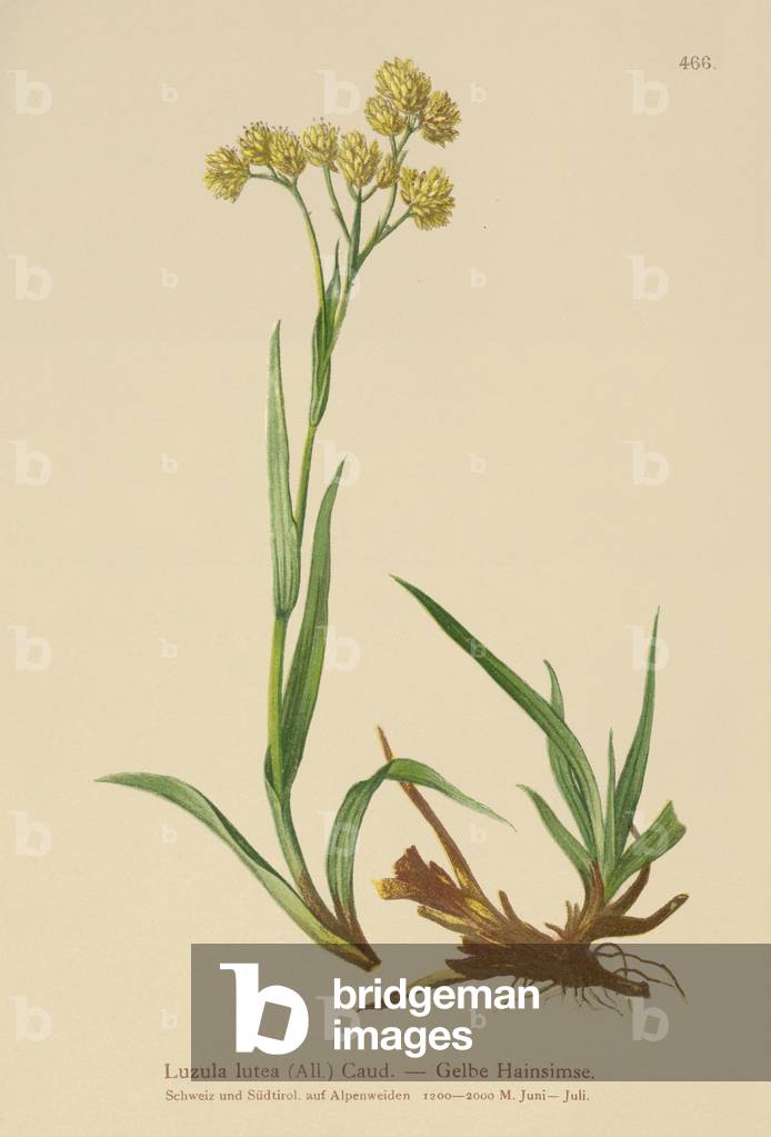Yellow Wood-Rush (Luzula lutea) (colour litho)