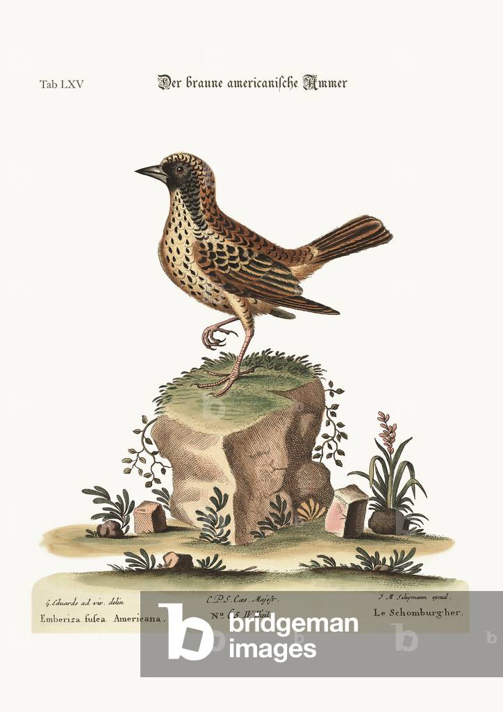 The Schomburger, 1749-73 (coloured engraving)
