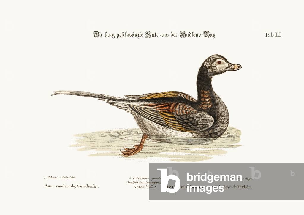 The Long-tailed Duck from Hudson's Bay, 1749-73 (coloured engraving)