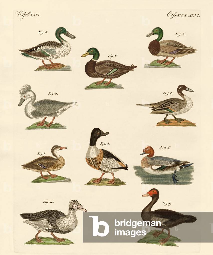 Different kinds of ducks (coloured engraving)