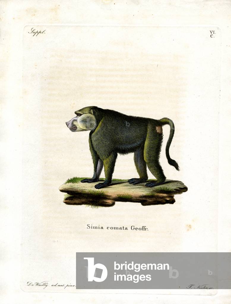 Yellow Baboon (coloured engraving)