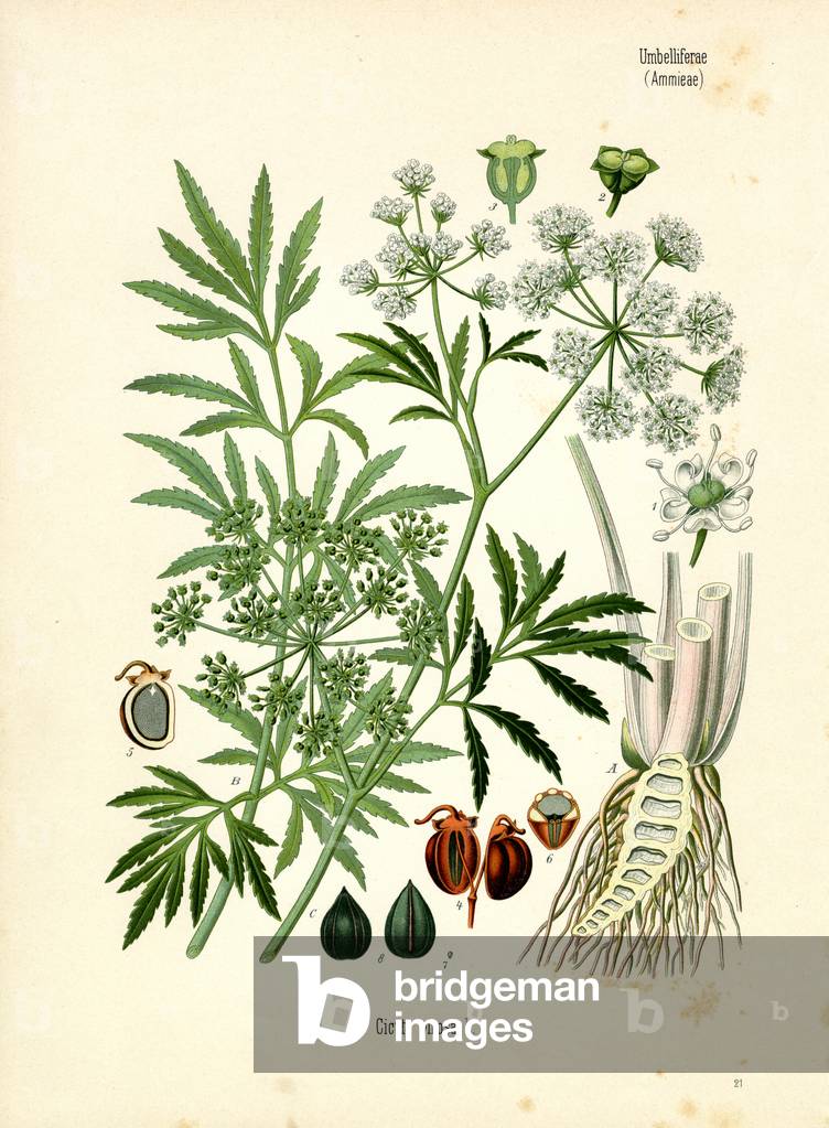 Water Hemlock (colour litho)