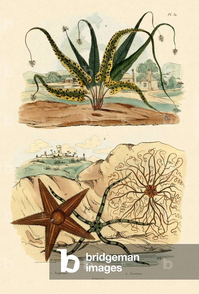 Sweet Fern, 1833-39 (coloured engraving)