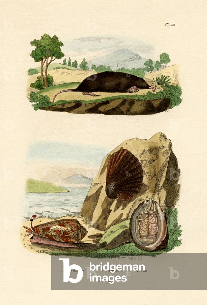 Native Mollusk, 1833-39 (coloured engraving)