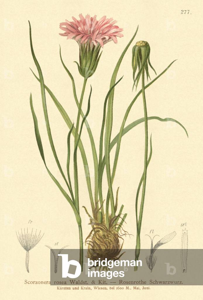Purple Viper's-grass  (Scorzonera rosea, Scorzonera purpurea subsp. rosea) (colour litho)