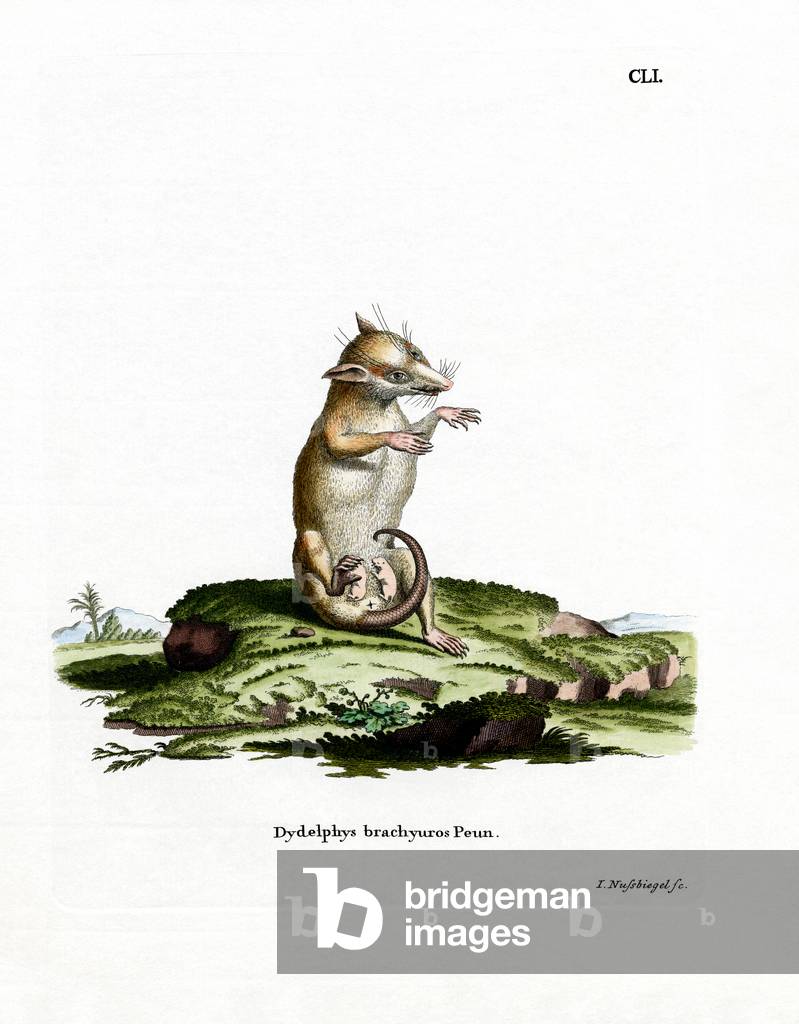 Short-tailed Opossum (coloured engraving)
