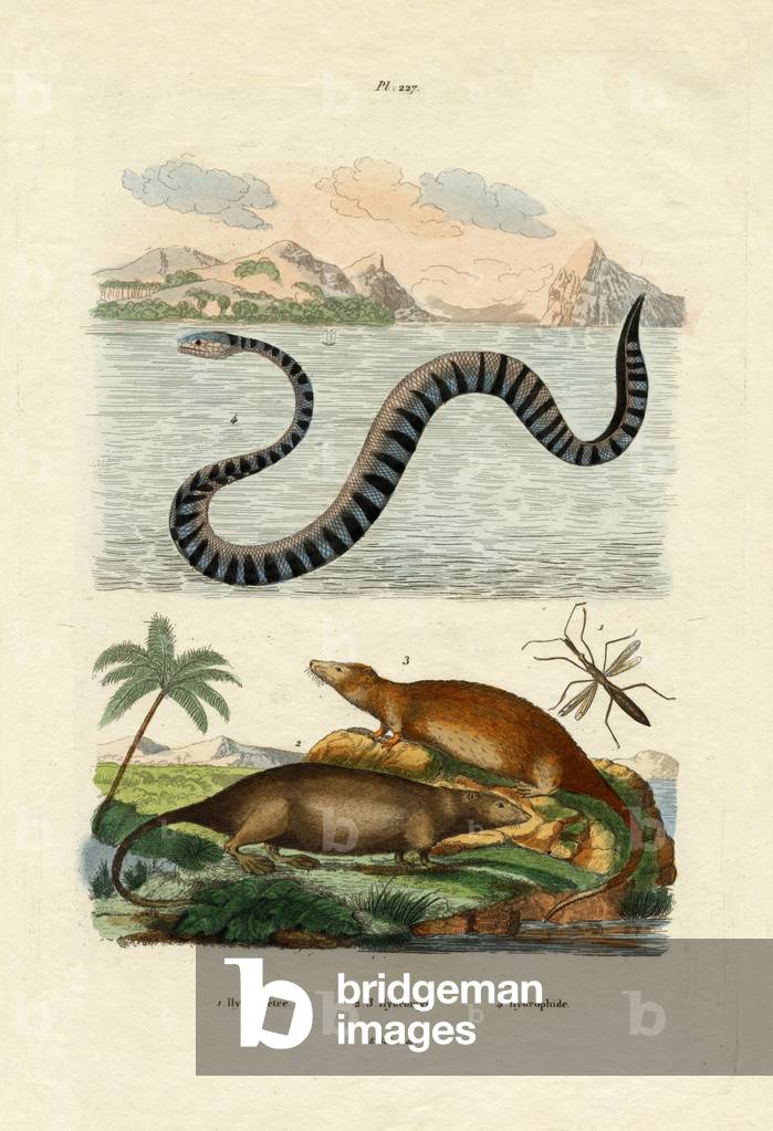 Water Rat, 1833-39 (coloured engraving)