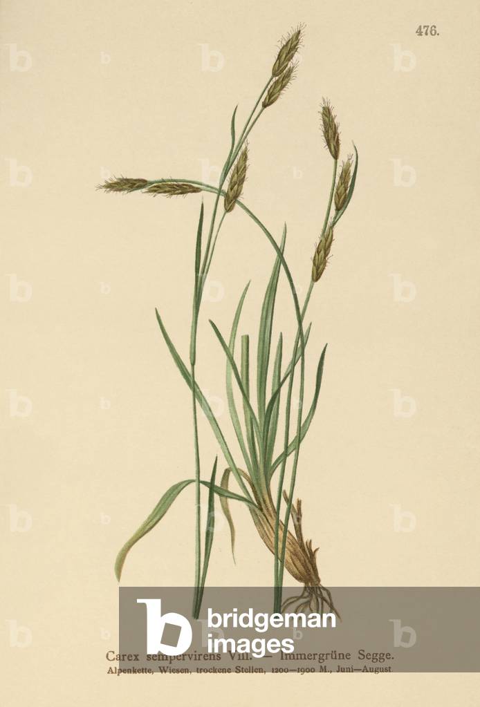 Evergreen Sedge (Carex sempervirens) (colour litho)