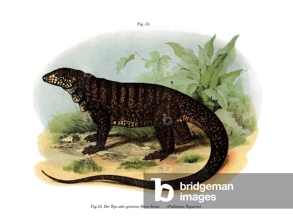Monitor Lizard (colour litho)