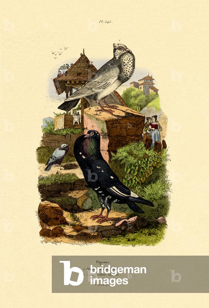 Pigeons, 1833-39 (coloured engraving)