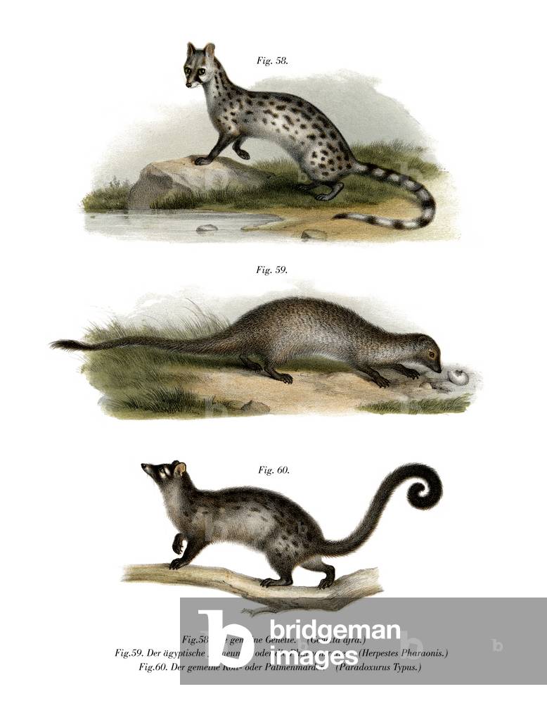 Genet, 1860 (colour litho)