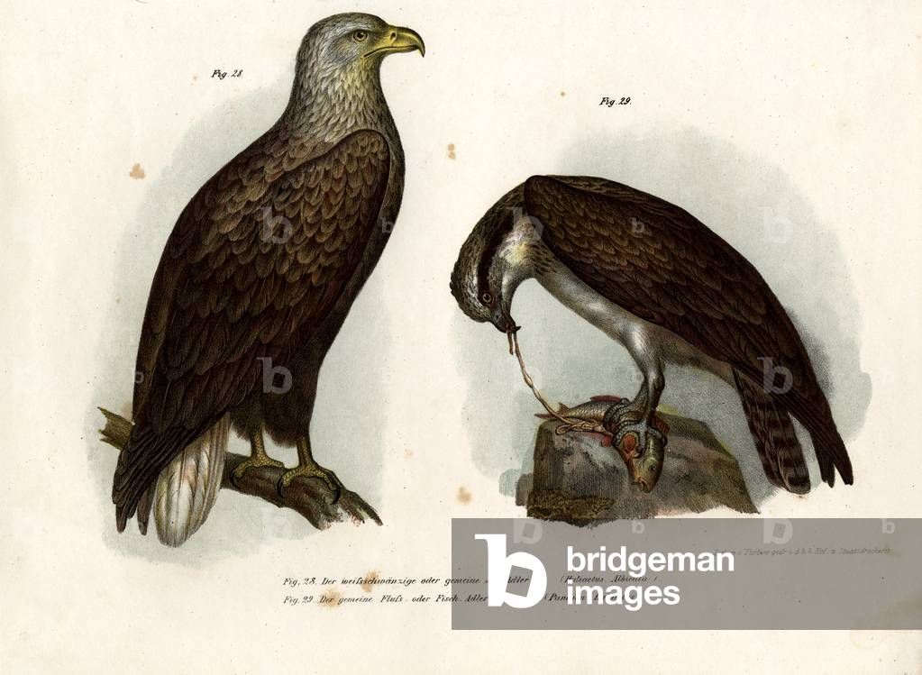 White-tailed Eagle, 1864 (colour litho)