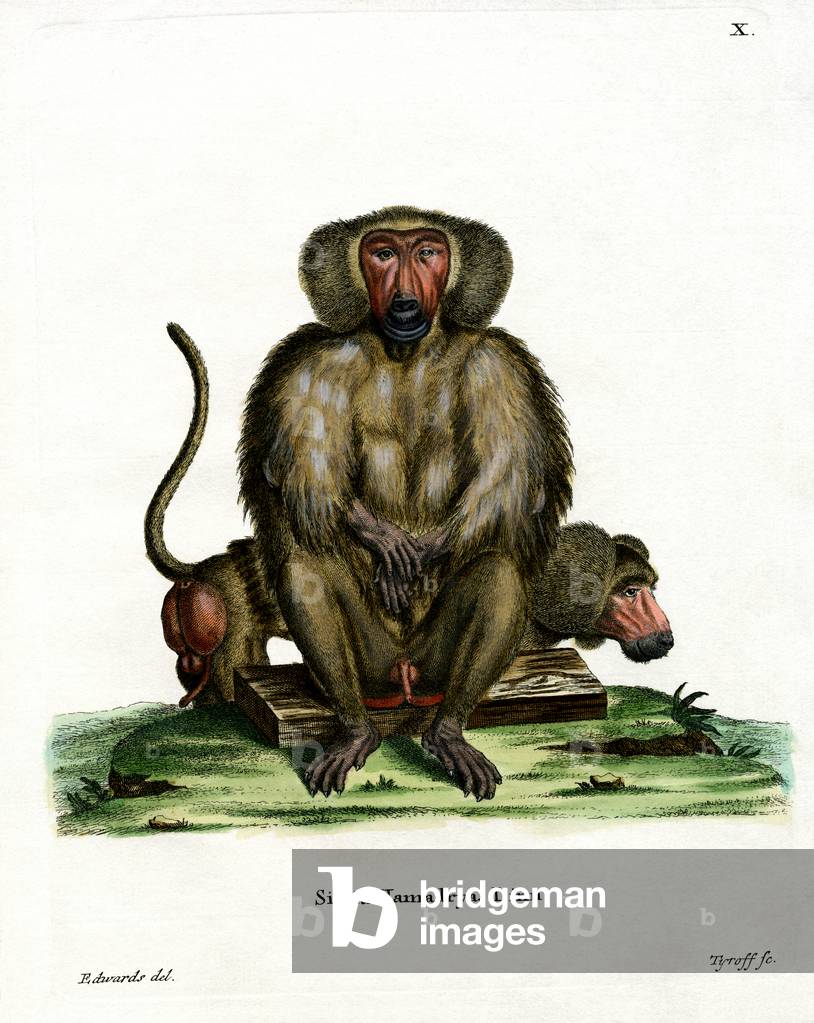 Hamadryas Baboon (coloured engraving)