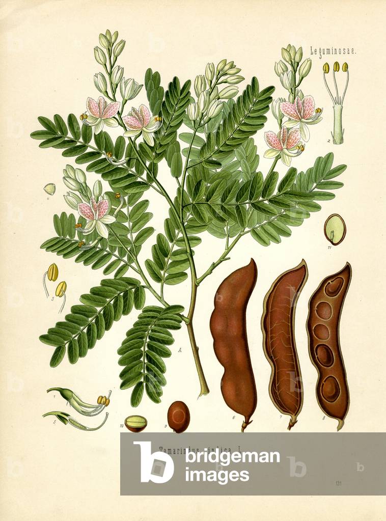Tamarind (colour litho)