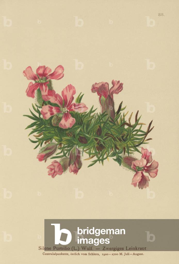 Dwarf Soapwort (Silene Pumilio, Saponaria pumilia) (colour litho)