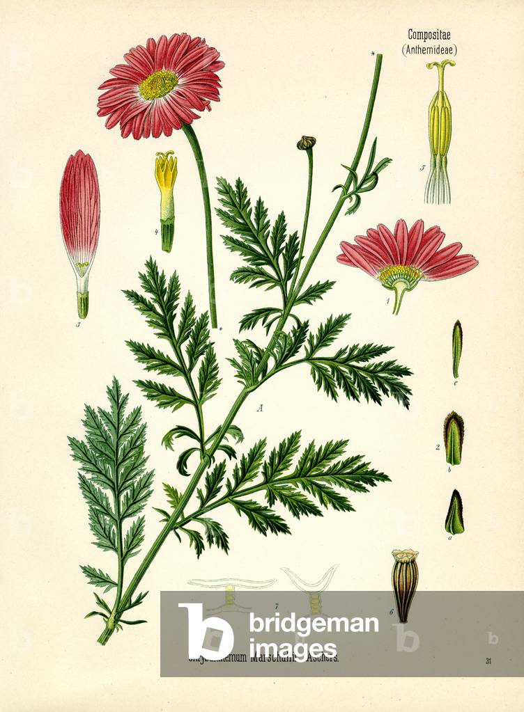 Chrysanthemum (colour litho)