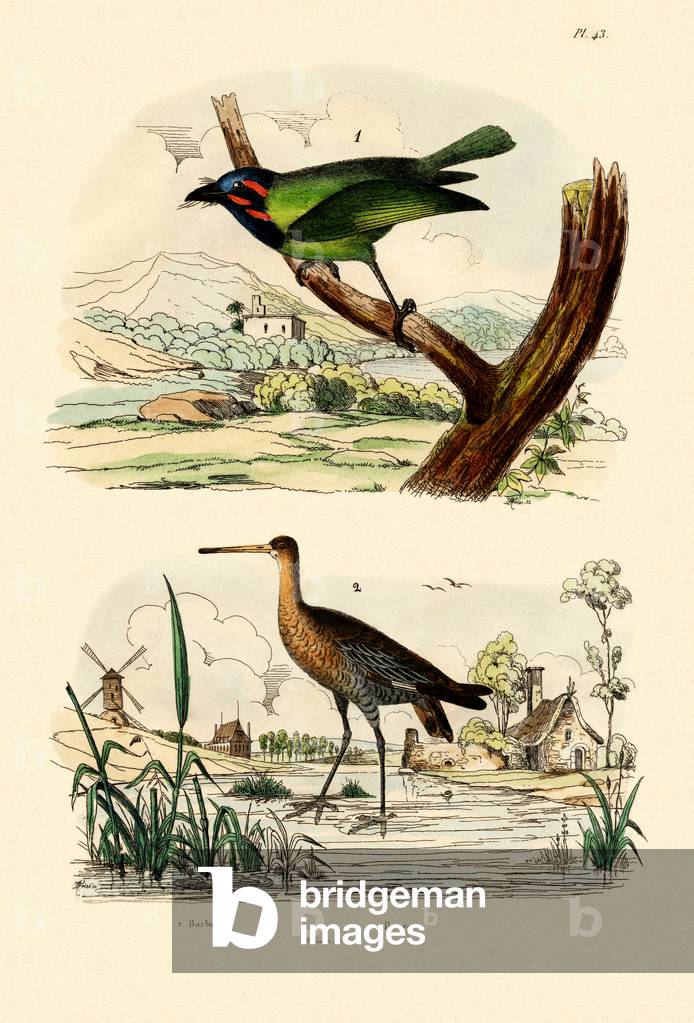 Barbet, 1833-39 (coloured engraving)