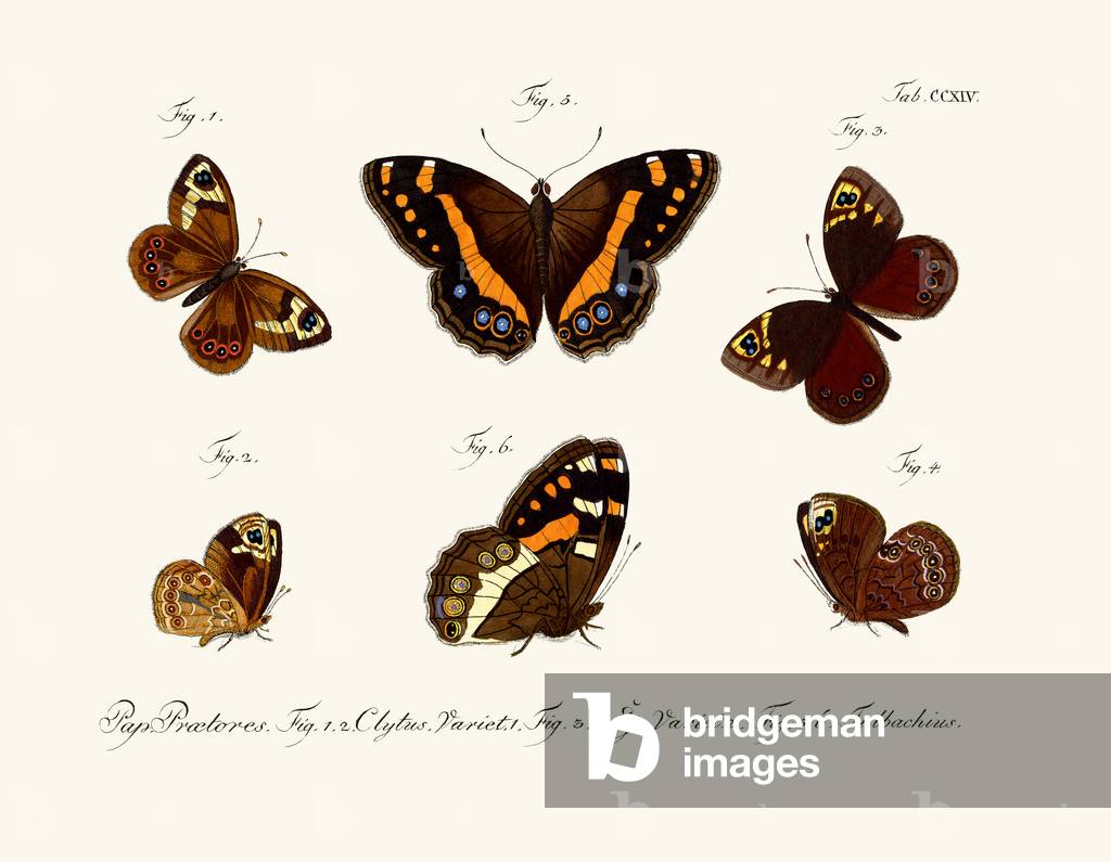 Butterflies, 1783-1806 (coloured engraving)