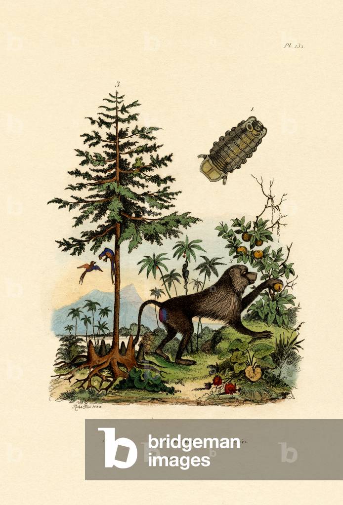 Parasitic Crustacean, 1833-39 (coloured engraving)