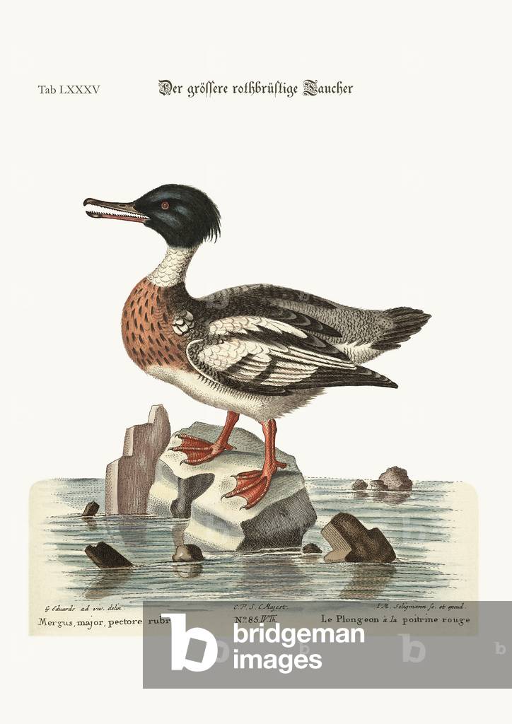 The red-breasted Goosander, 1749-73 (coloured engraving)
