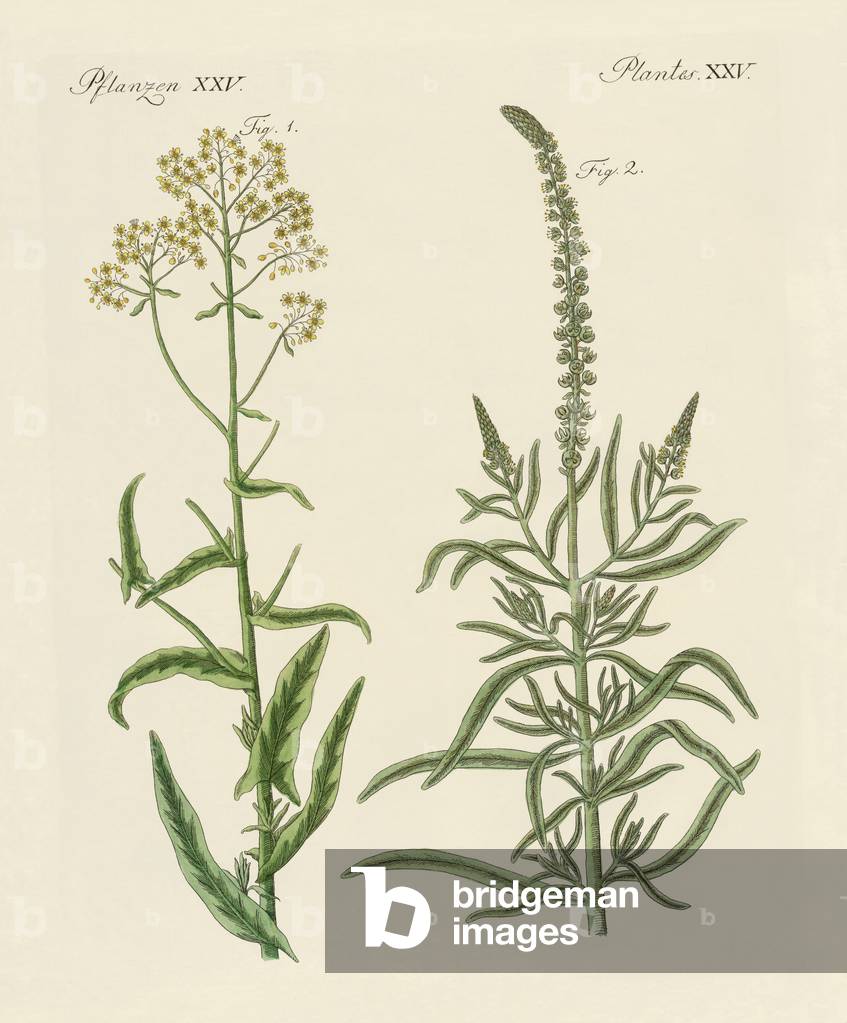 Dye plants (coloured engraving)