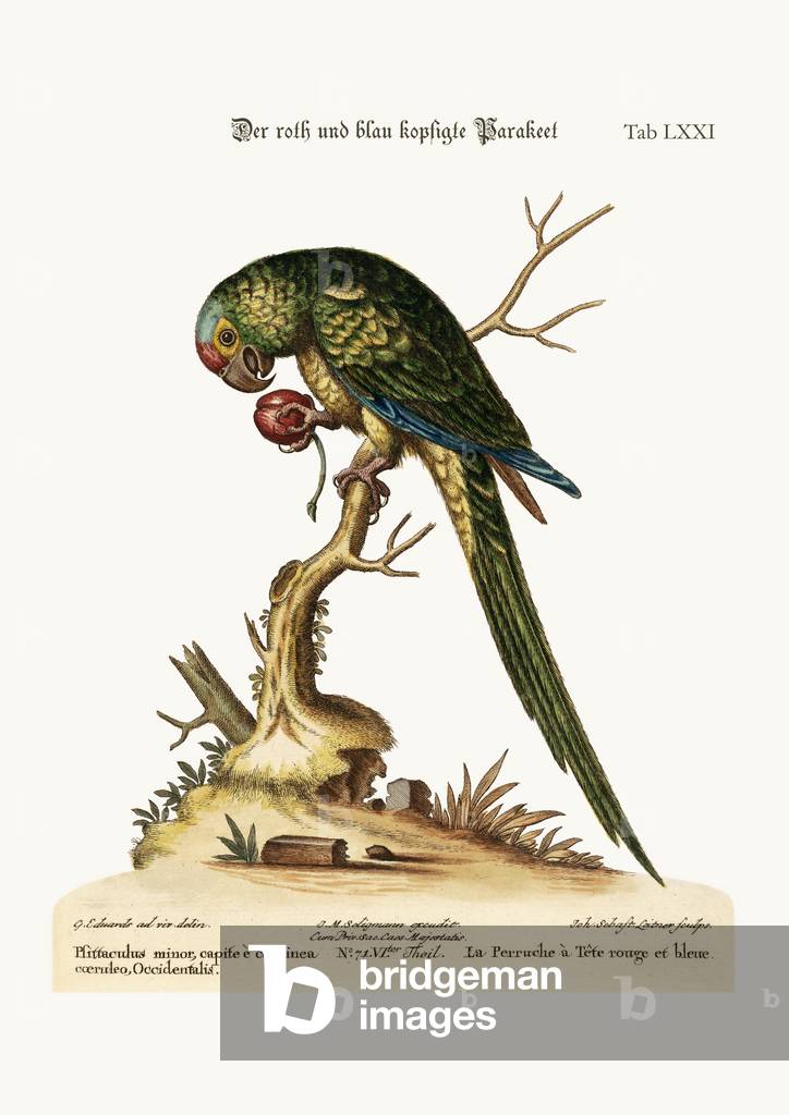 The Red and Blue-Headed Parrakeet, 1749-73 (coloured engraving)