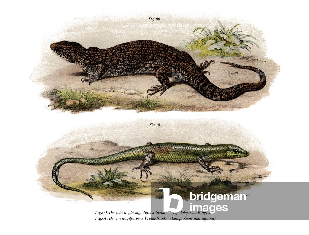 Tree Skink (colour litho)