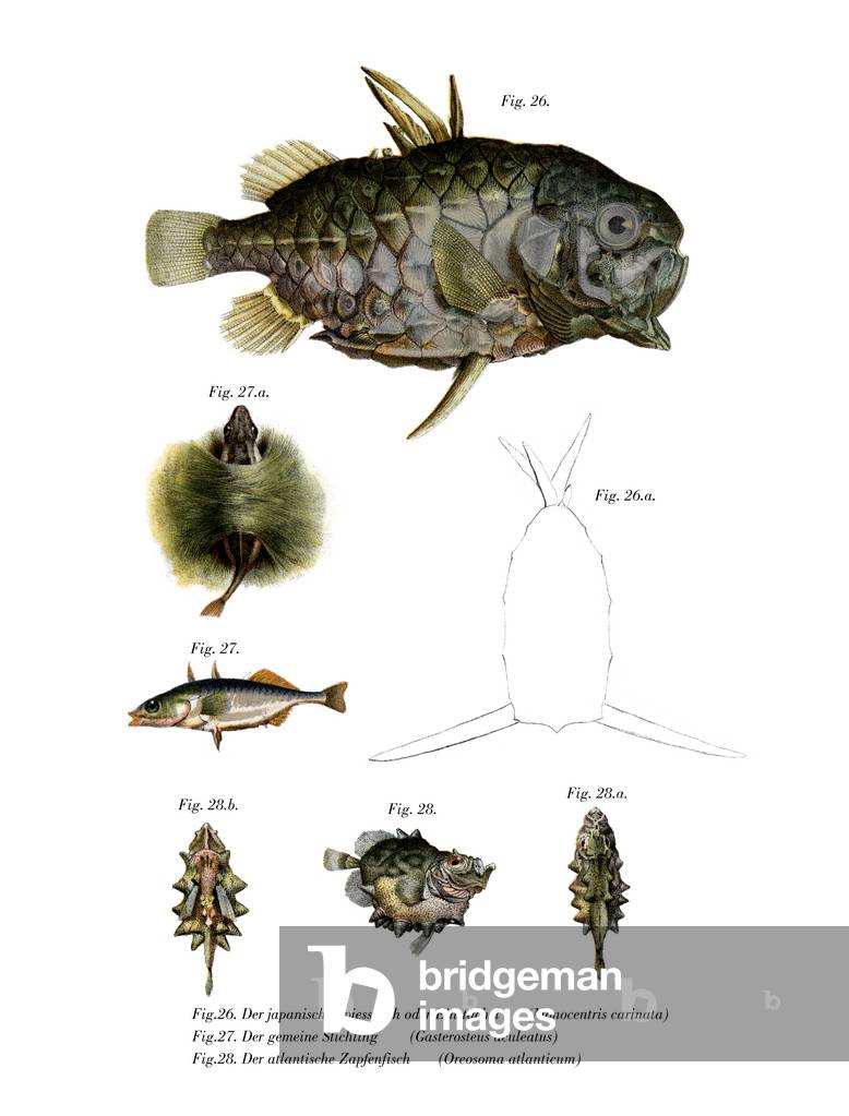 Pineconefish (colour litho)
