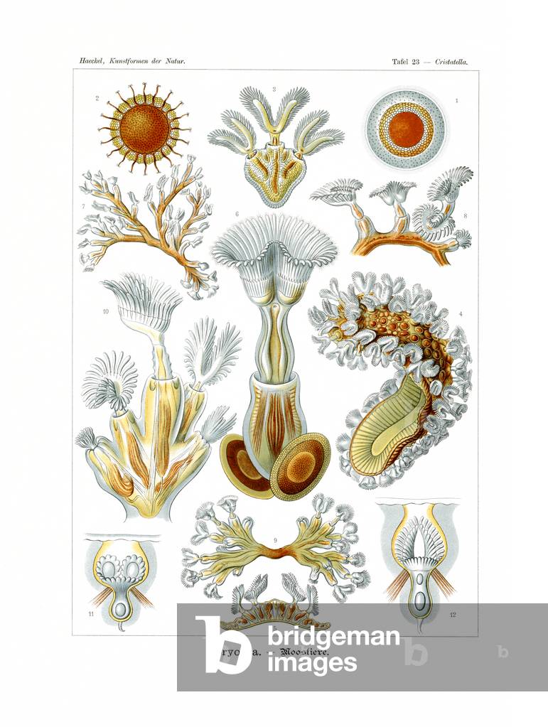 Bryozoa, 1899-1904 (colour litho)